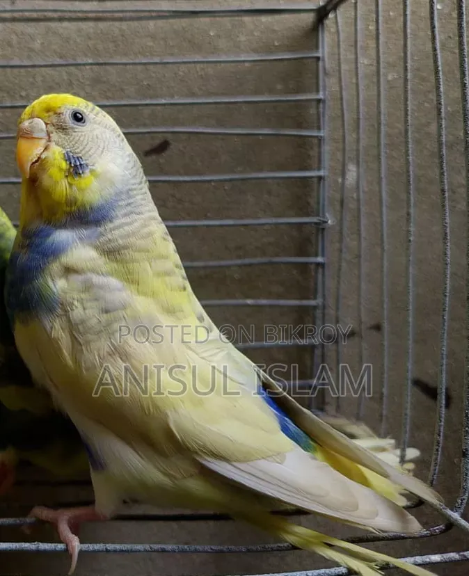 Running Dom Pied Female Budgerigar