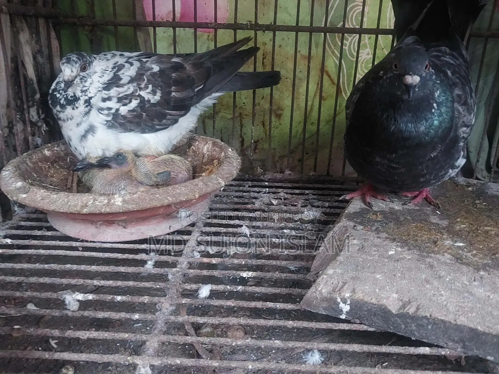 কবুতর বিক্রির জন্য