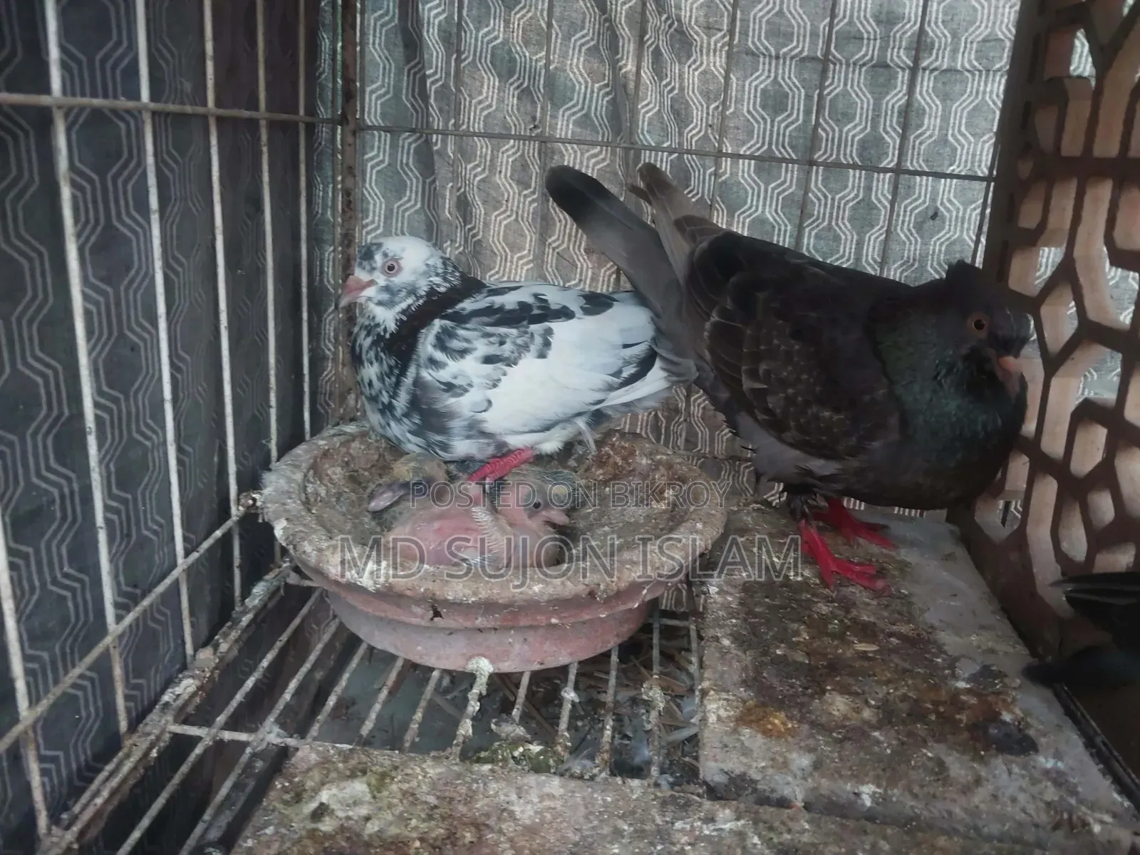 কবুতর বিক্রির জন্য