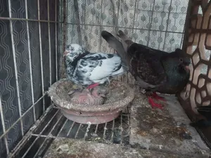 কবুতর বিক্রির জন্য