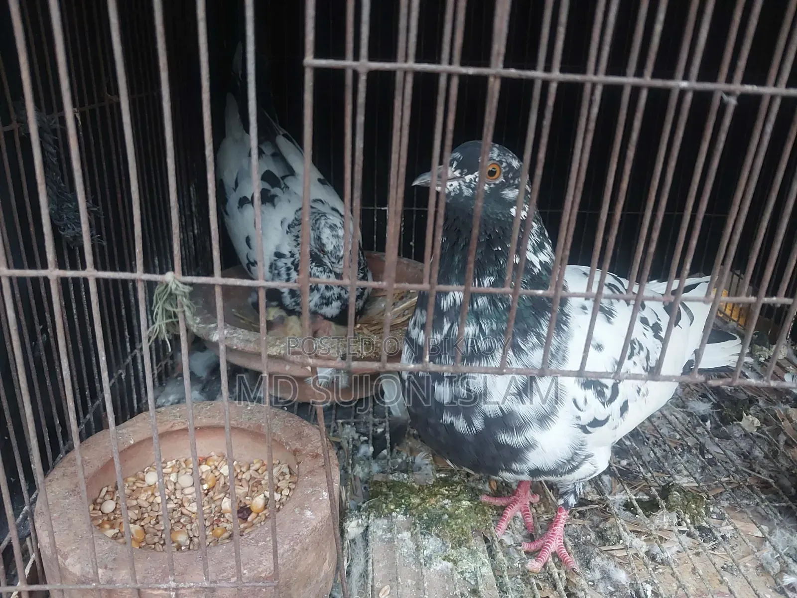 কবুতর বিক্রির জন্য