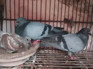 কবুতর বিক্রির জন্য