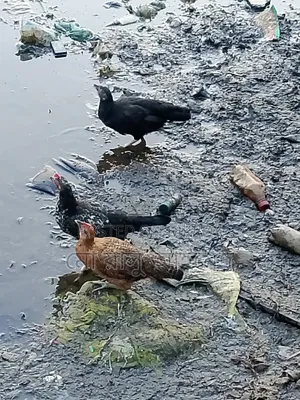 Local Chicken Chicks