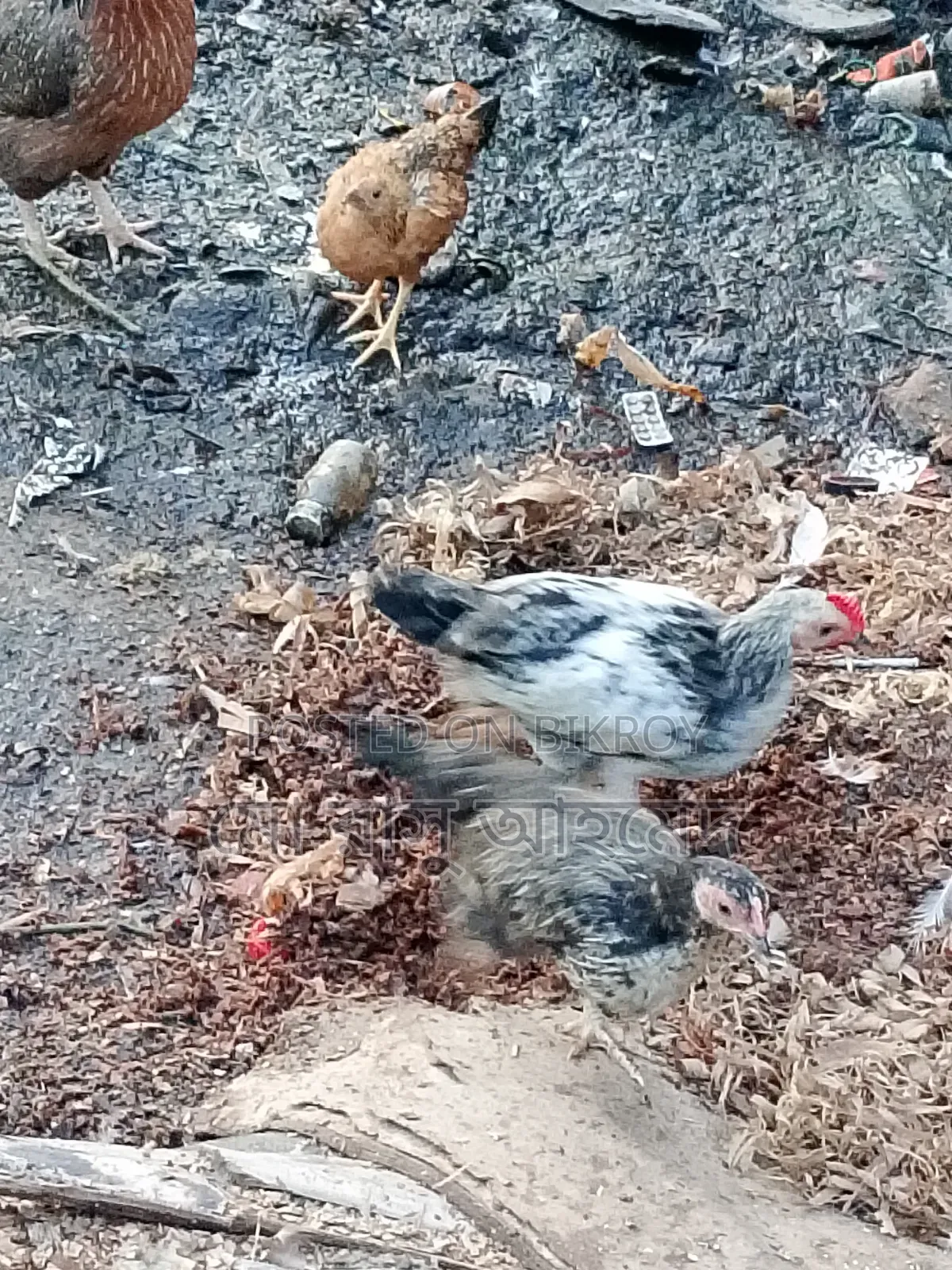 Local Chicken Chicks