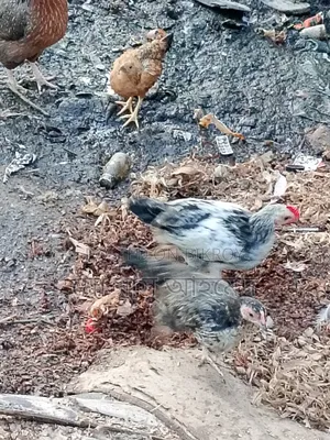 Local Chicken Chicks