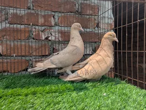 Big Size King Pigeon