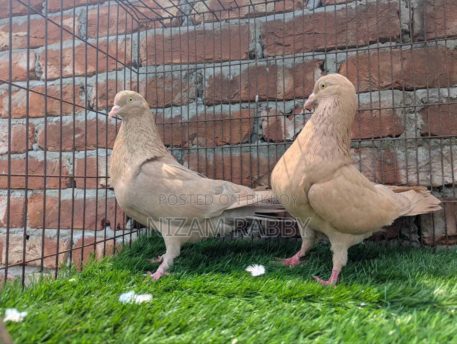 Big Size King Pigeon