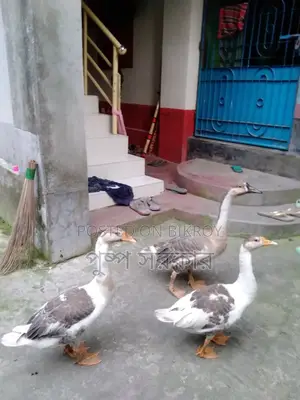 রাঁজ হাঁস ও চিনা হাঁস বিক্রি করা হবে
