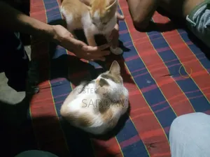 ০-১ মাস বয়সী পুরুষ মিশ্র জাতের বেঙ্গল বিড়াল