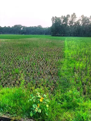 কৃষি জমি ।চাঁদপুর শাহারাস্তি থানা