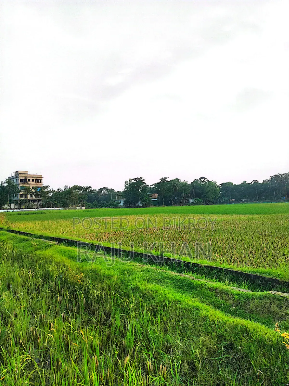 কৃষি জমি ।চাঁদপুর শাহারাস্তি থানা