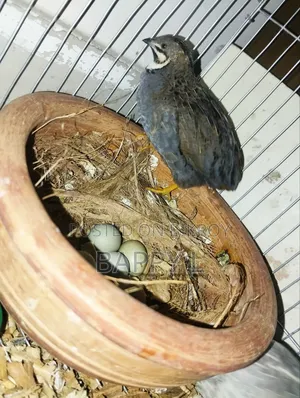 King Quail Breeding Pair