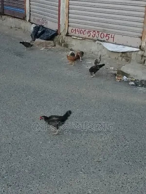 Local Chicken Chicks