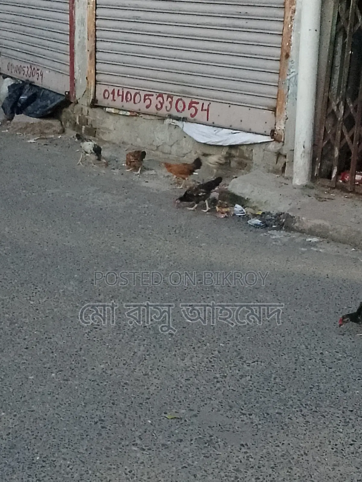 Local Chicken Chicks