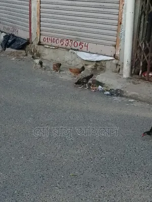 Local Chicken Chicks