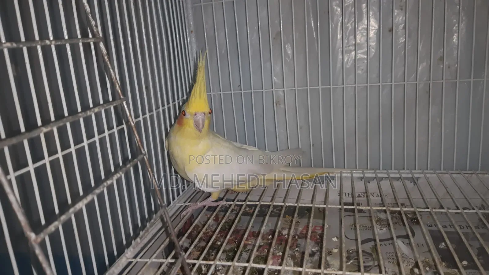 Running Cockatiel birds for sale with setup.