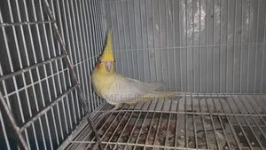 Running Cockatiel birds for sale with setup.