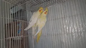 Running Cockatiel birds for sale with setup.