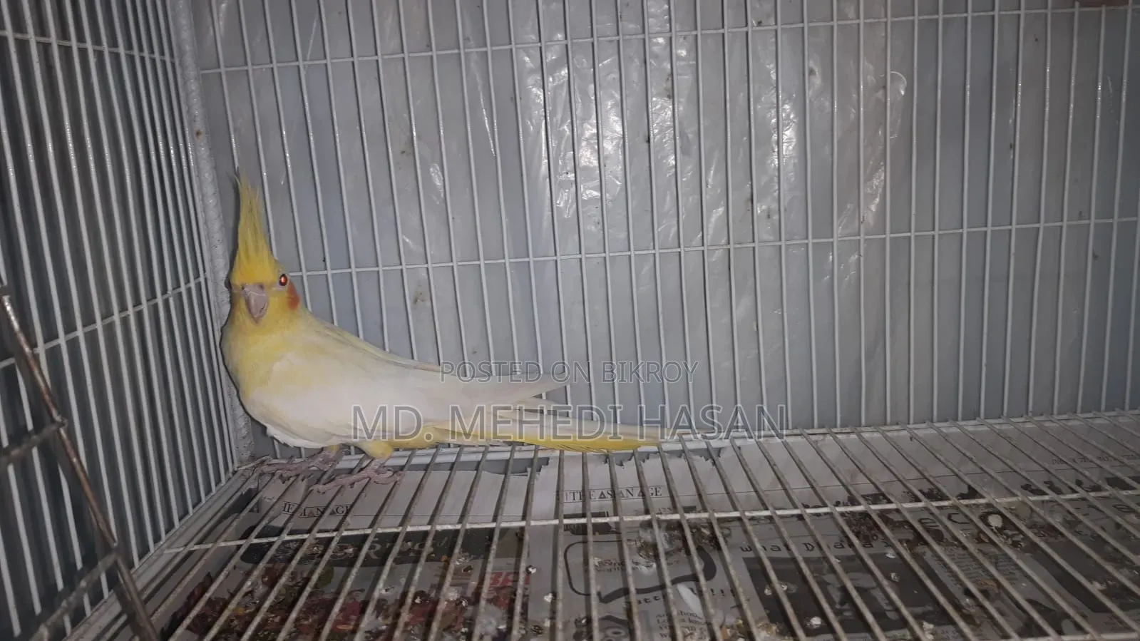 Running Cockatiel birds for sale with setup.