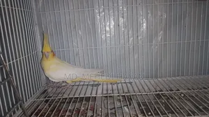Running Cockatiel birds for sale with setup.