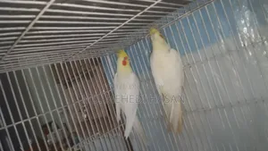 Running Cockatiel birds for sale with setup.