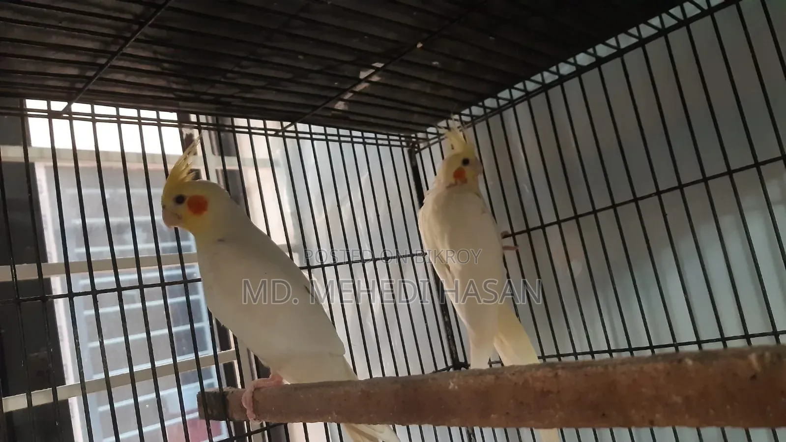 Running Cockatiel birds for sale with setup.