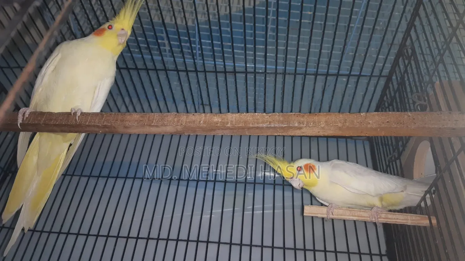 Running Cockatiel birds for sale with setup.