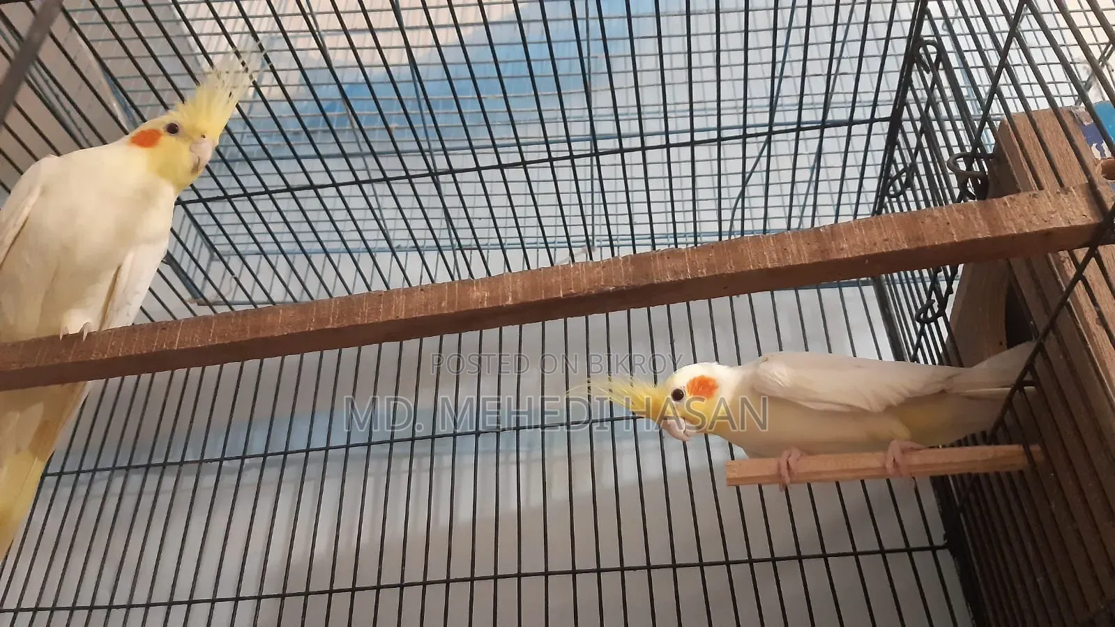 Running Cockatiel birds for sale with setup.