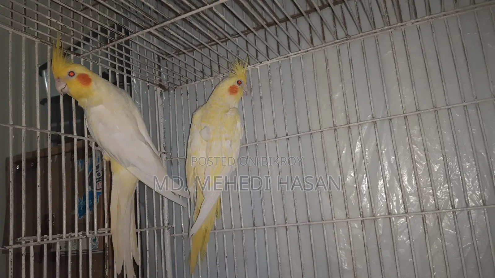 Running Cockatiel birds for sale with setup.