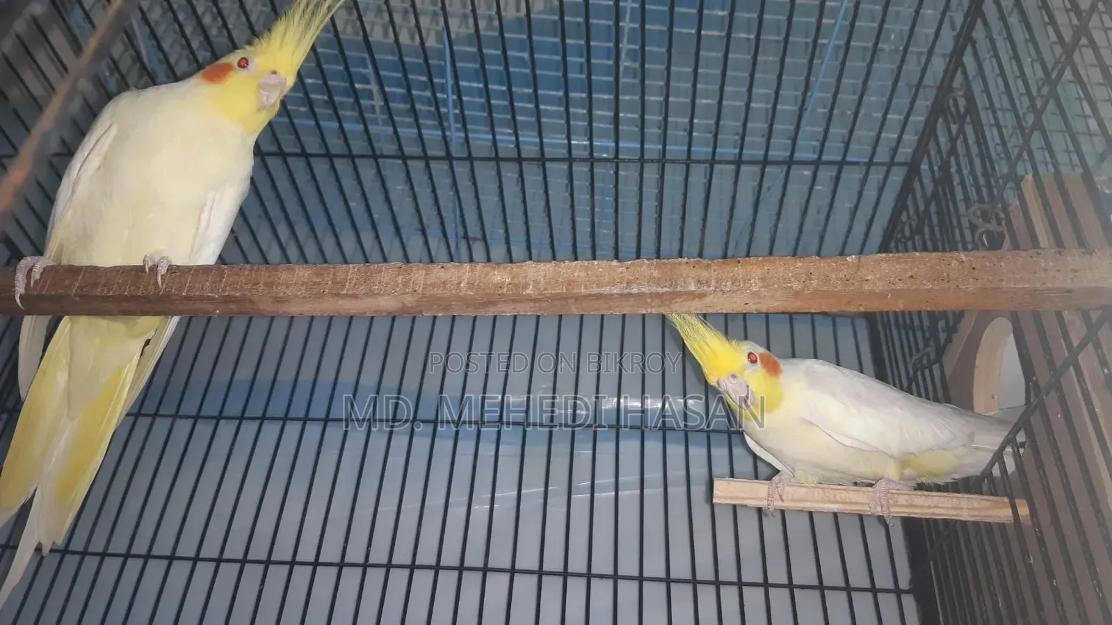 Running Cockatiel birds for sale with setup.