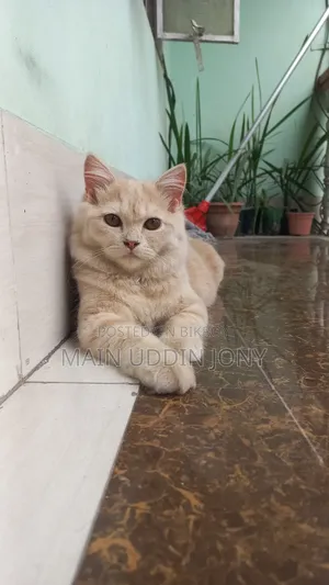 ৩-৬ মাসের মহিলা বিশুদ্ধ পার্সিয়ান বিড়াল