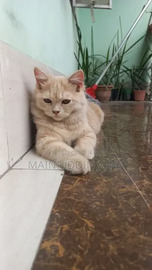 3-6 Months Female Purebred Persian