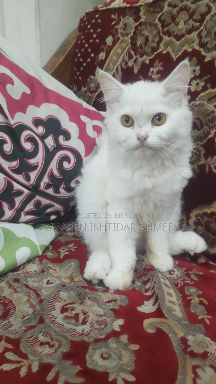 3-6 Months Male Purebred Persian
