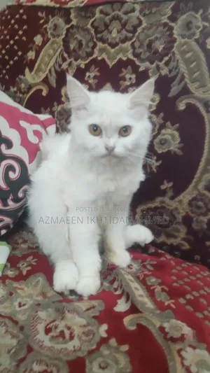 3-6 Months Male Purebred Persian