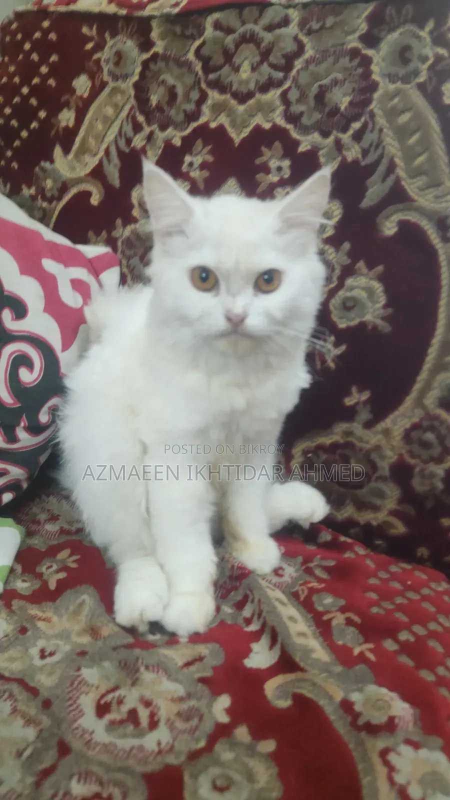 3-6 Months Male Purebred Persian