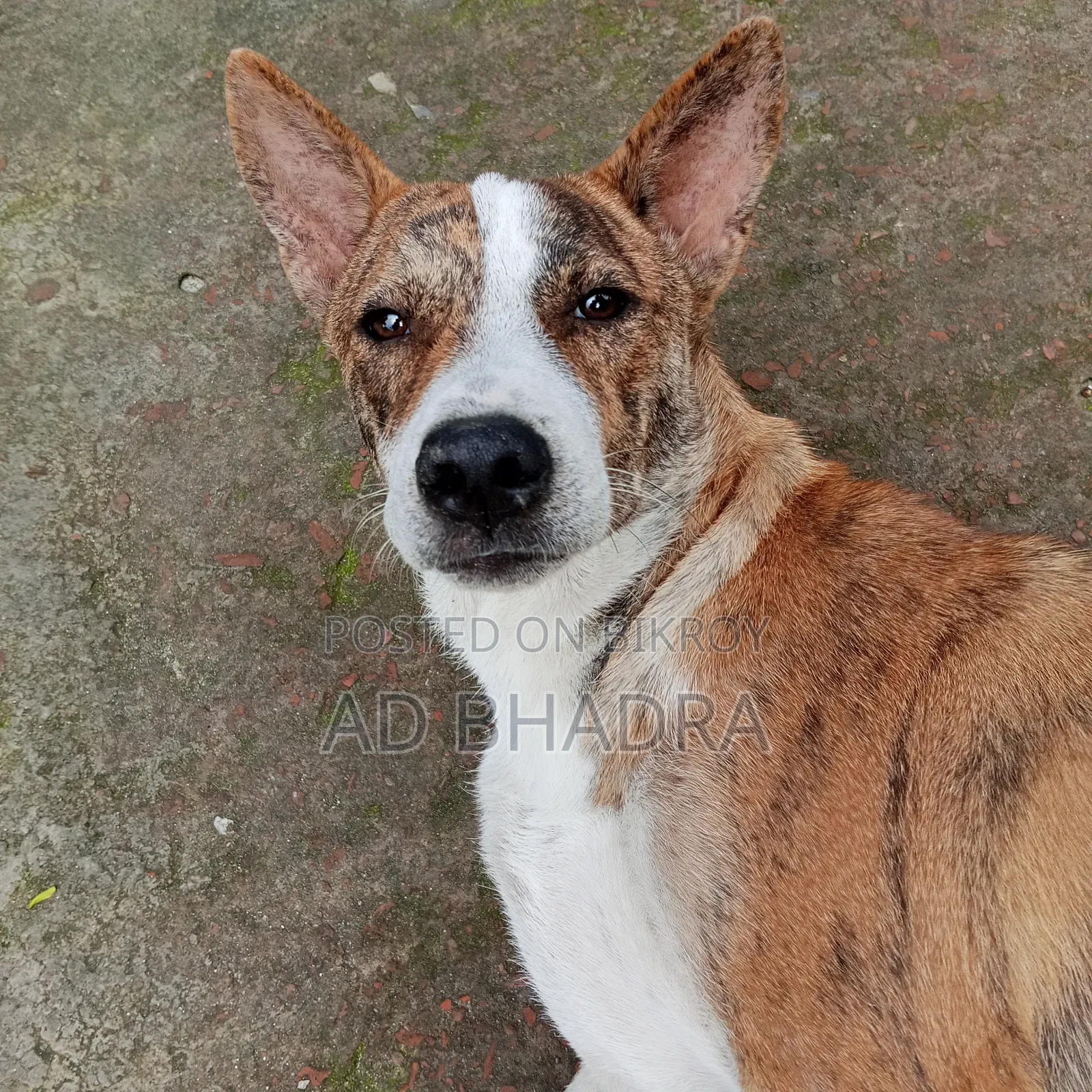 6-12 Months Male Mixed Breed Dog