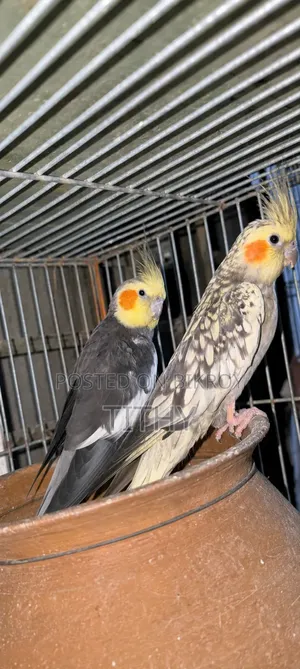 Adult Cocatail