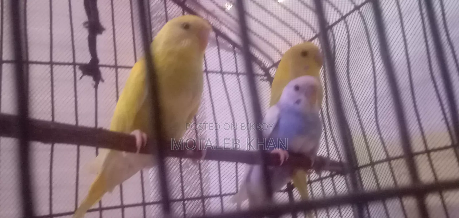 Budgerigar Bird