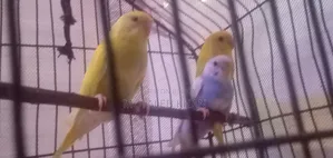 Budgerigar Bird