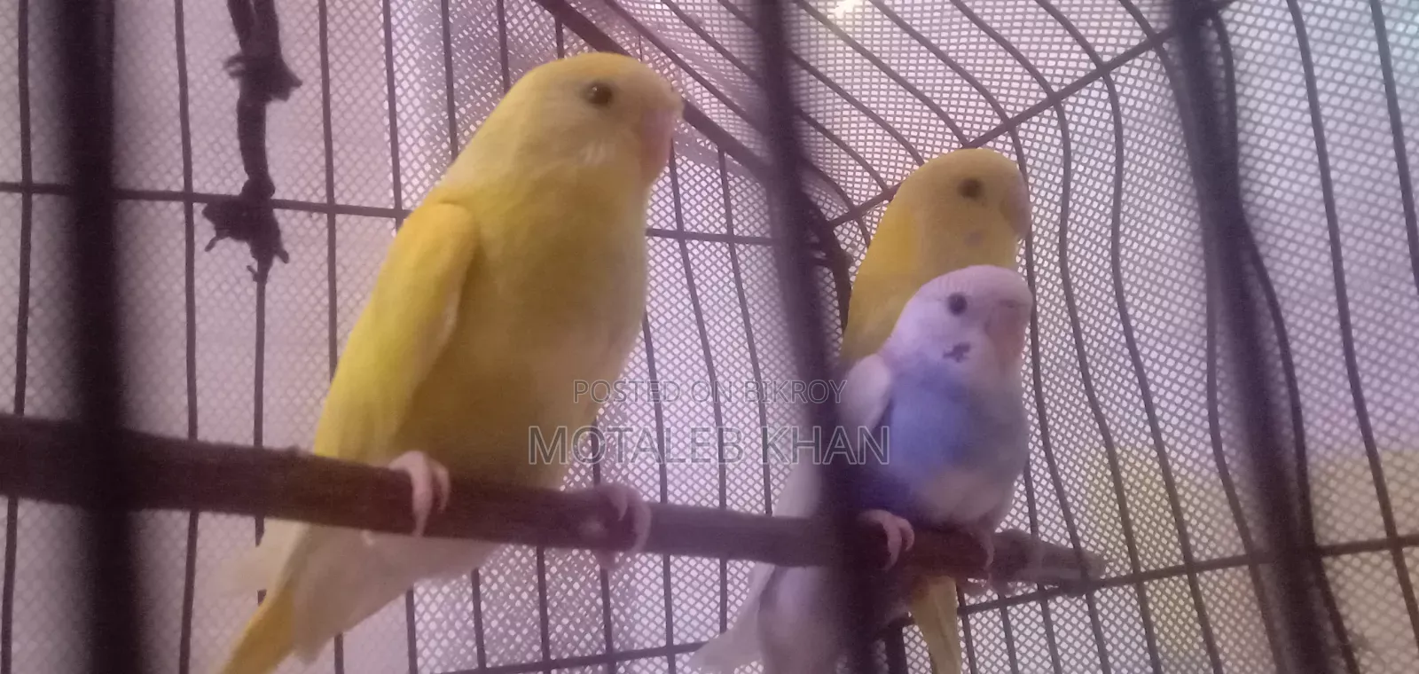 Budgerigar Bird
