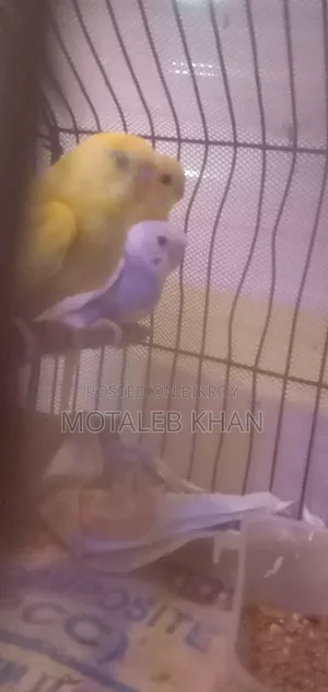 Budgerigar Bird