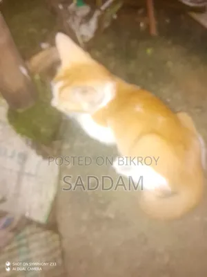 ০-১ মাস বয়সী পুরুষ বিশুদ্ধ জাতের বেঙ্গল বিড়াল