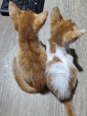 1-3 Months Male Mixed Breed Persian Cat