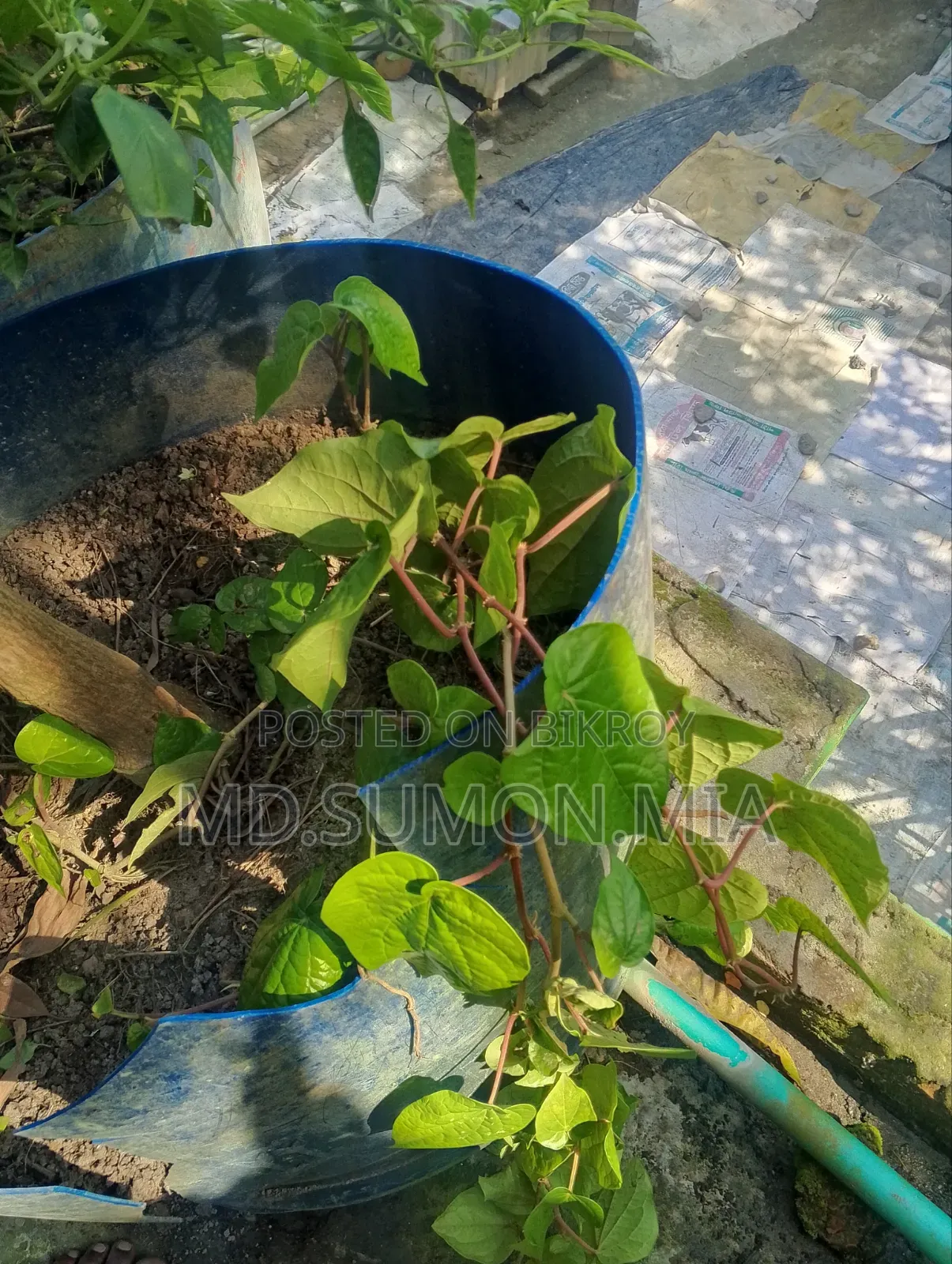 Betel leaf plant for sale