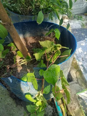 Betel leaf plant for sale