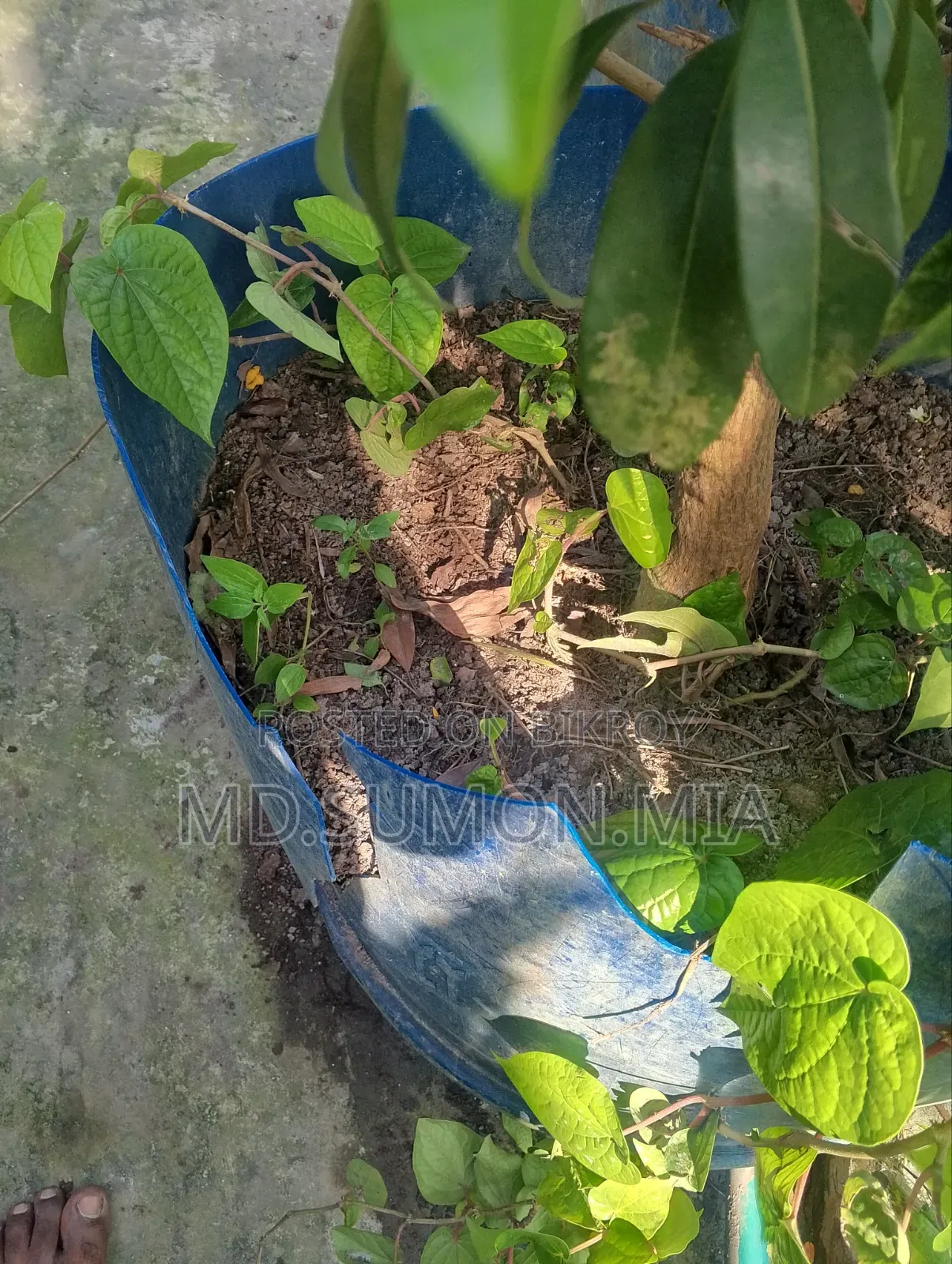 Betel leaf plant for sale