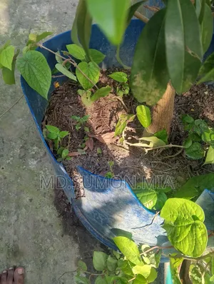 Betel leaf plant for sale