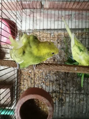JP Pair