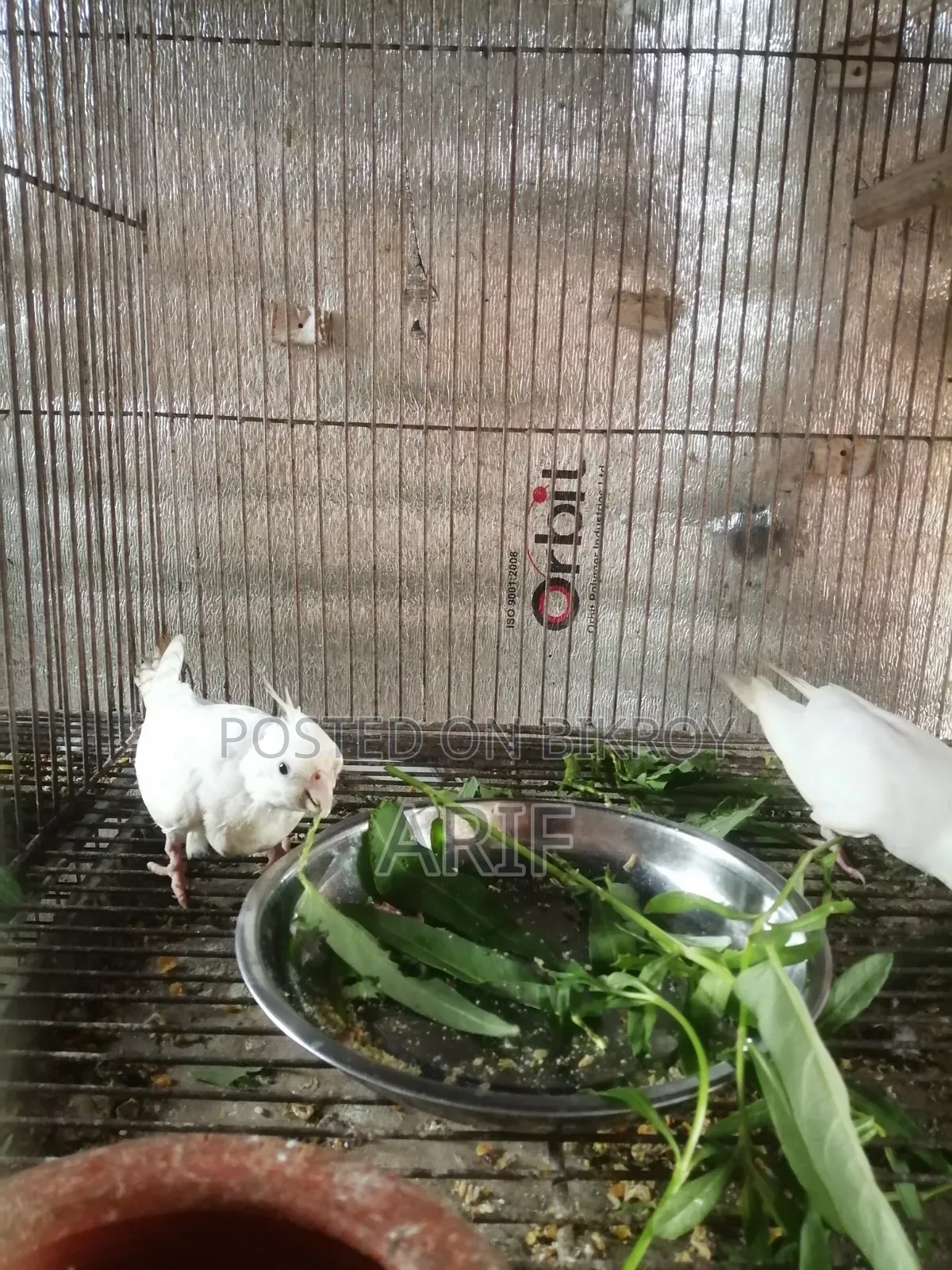 Albino Pair