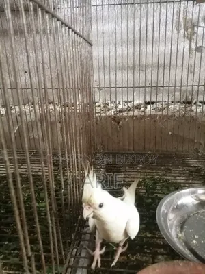 Albino Pair